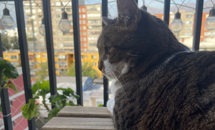 Pet Living: tendencia que integra la convivencia entre residentes y mascotas